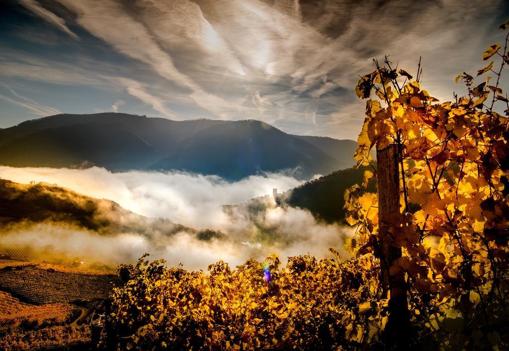 Weingut Donabaum "In Der Spitz" Appartement Spitz an der Donau Buitenkant foto